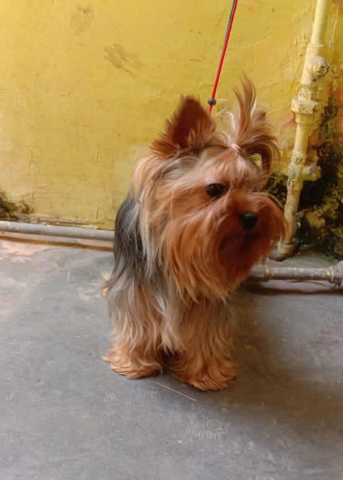 Yorkshire terrier Puppies for Sale